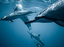 17173热门游戏榜：《绝区零》2.3版本更新 《原神》新版前瞻公开